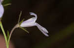 Canby's lobelia